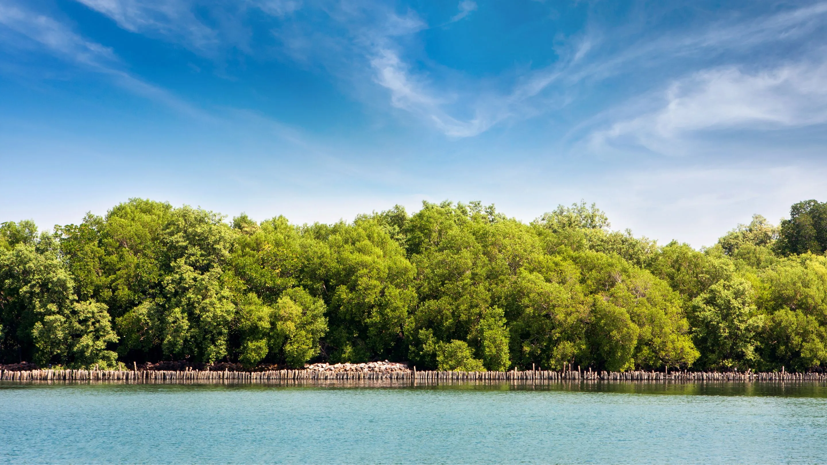 Penelitian Terbaru Ungkap Masa Depan Mangrove Hadapi Kenaikan Laut