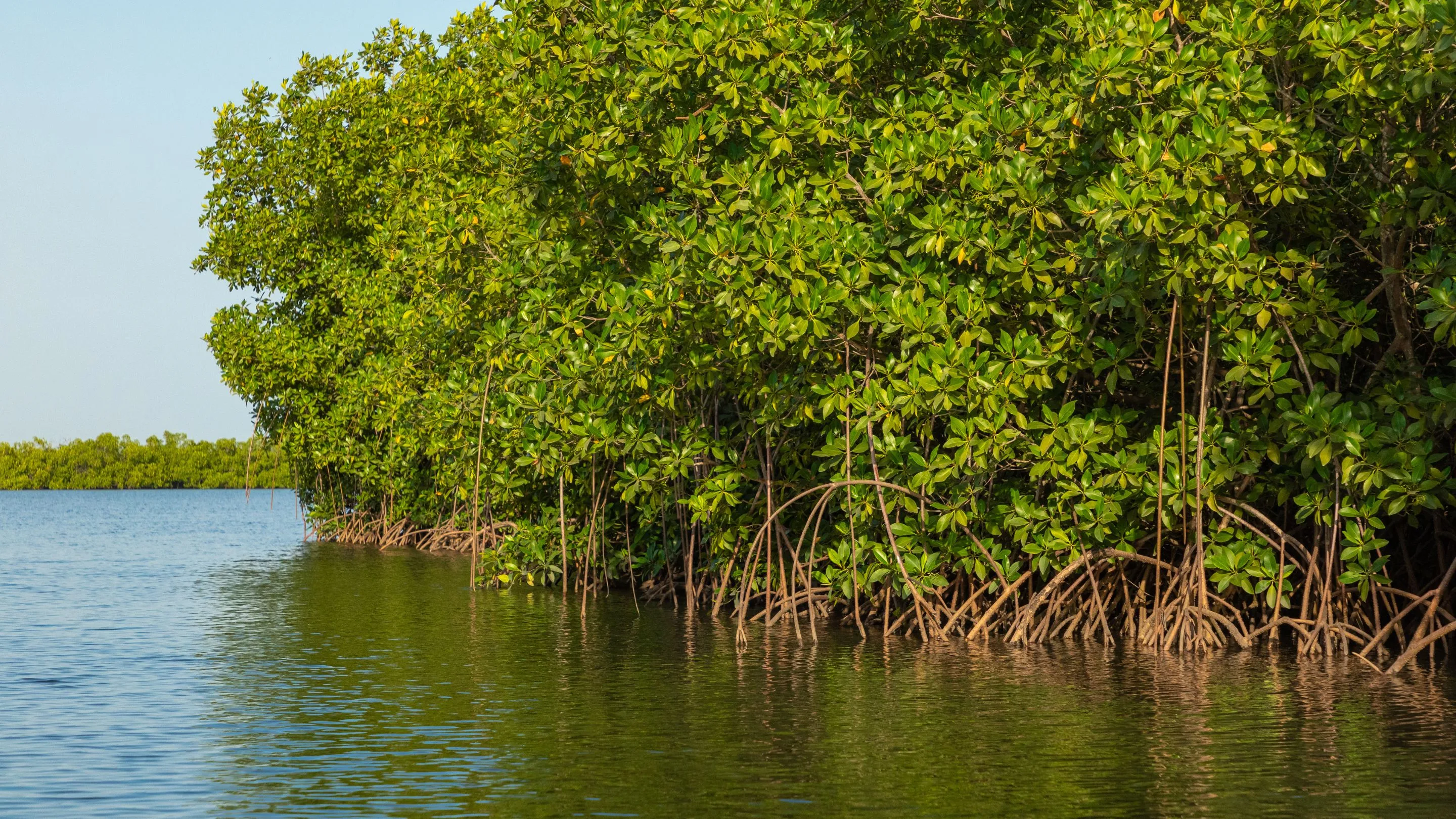 Kenaikan Permukaan Laut Ancam Fungsi Mangrove Menyerap Karbon Alami