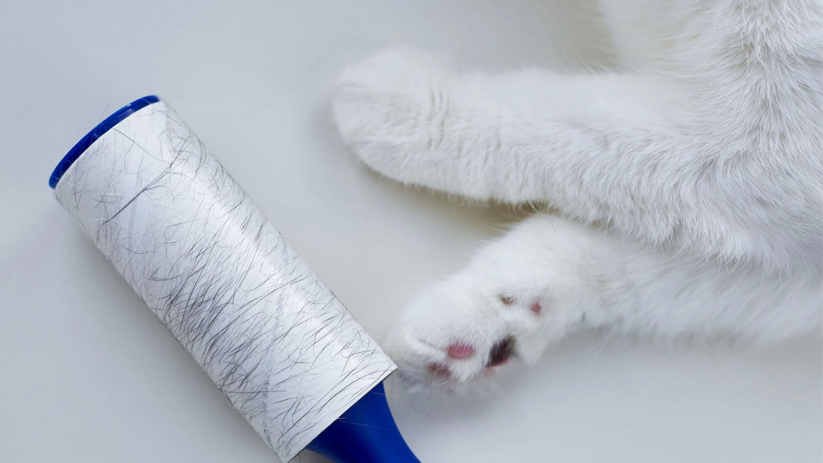 Baju Penuh Bulu Kucing? Coba Trik Ini agar Kain Awet dan Tetap Rapi