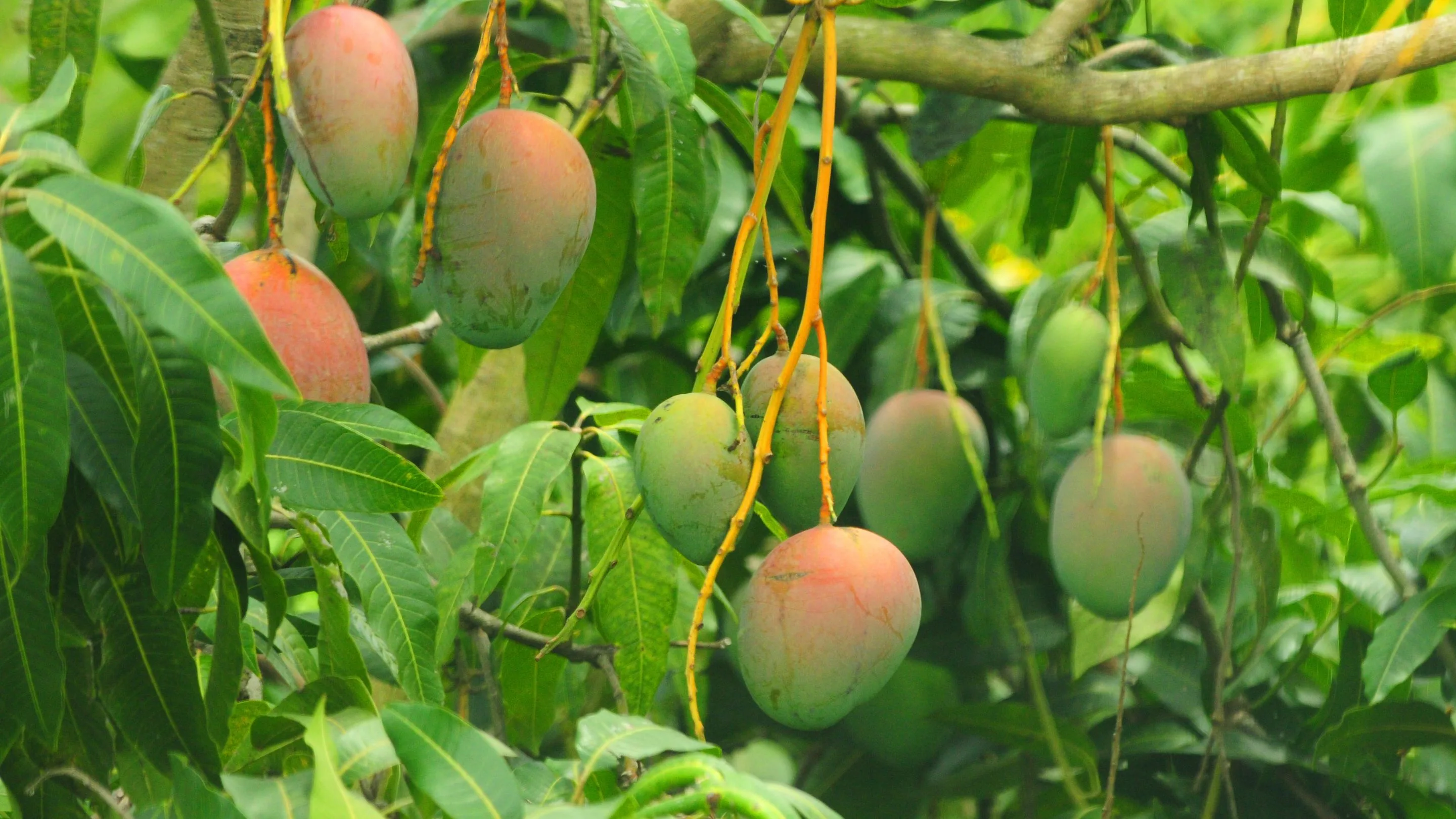 Garut Tembus Sepuluh Besar Daerah dengan Produksi Mangga di Jawa Barat