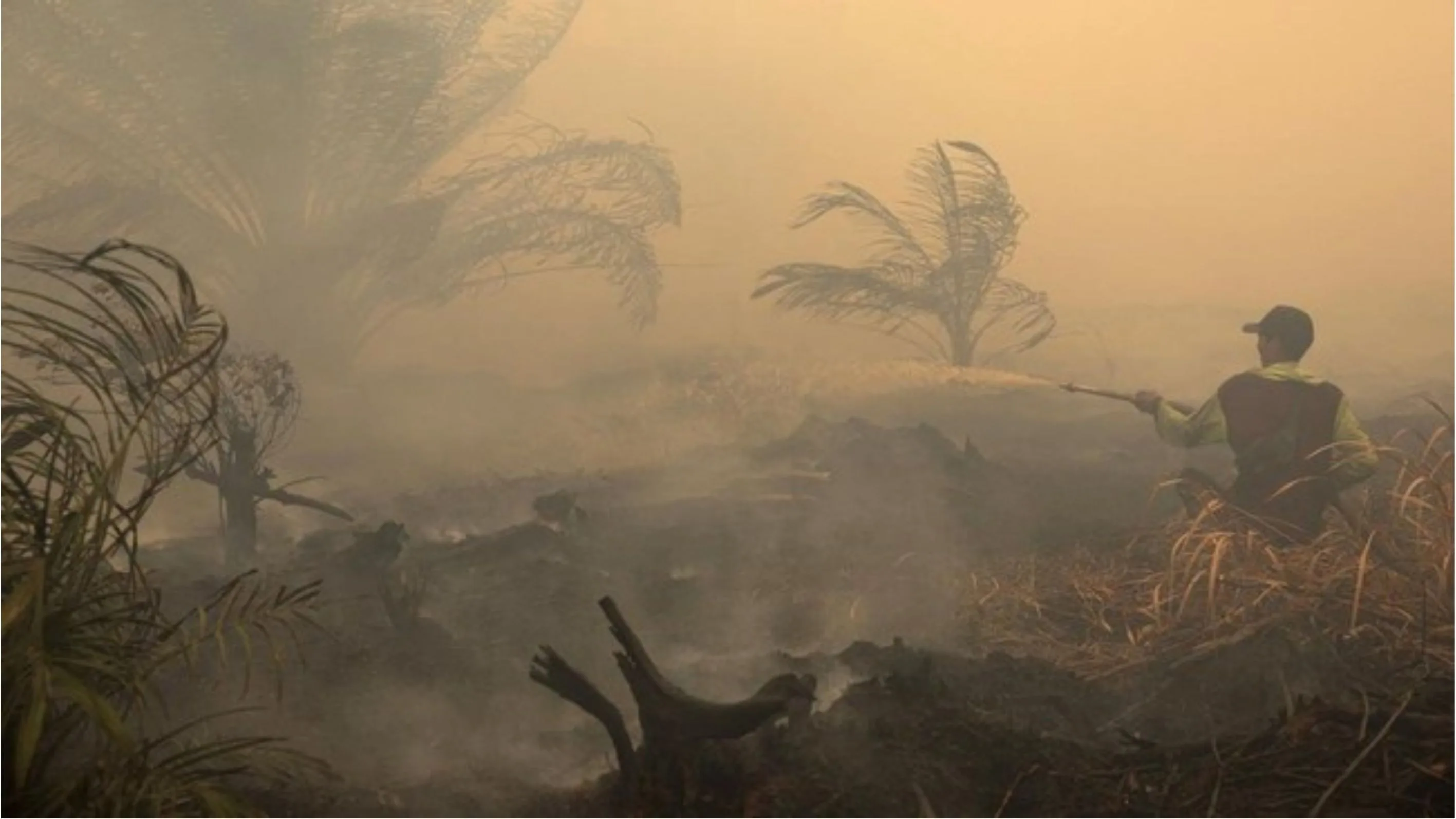 Apa Hubungan Kebakaran Hutan dan Ekosistem dengan Siklus Api di Alam?