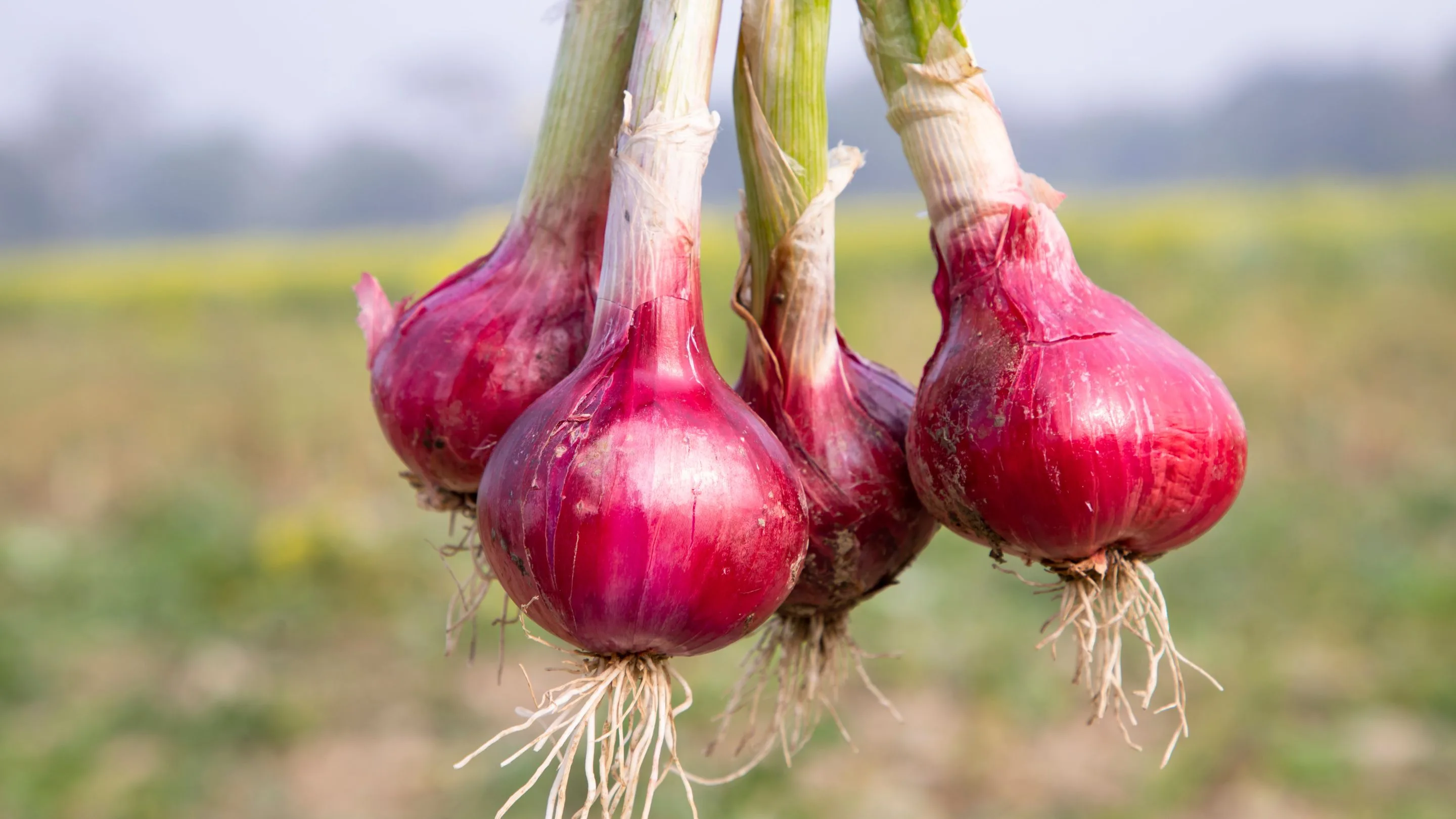 Garut Raih Posisi Kedua Sentra Bawang Merah Terbesar di Jawa Barat