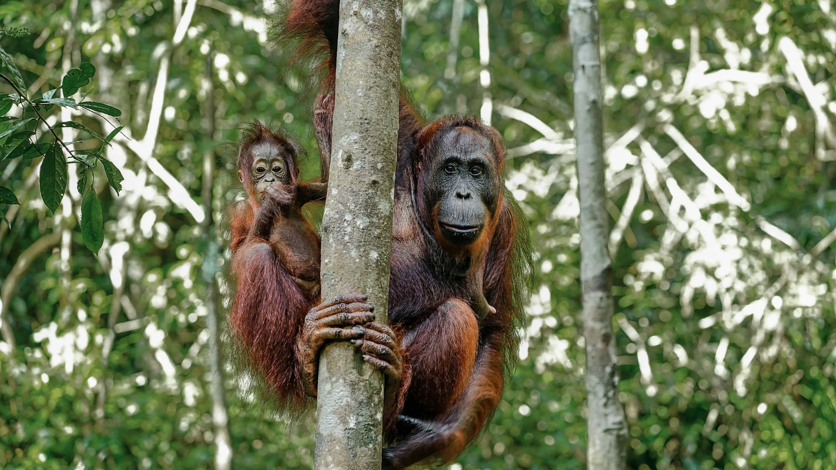 Dampak Karhutla Kalimantan, 47 Orangutan di Pusat Rehab Kena ISPA