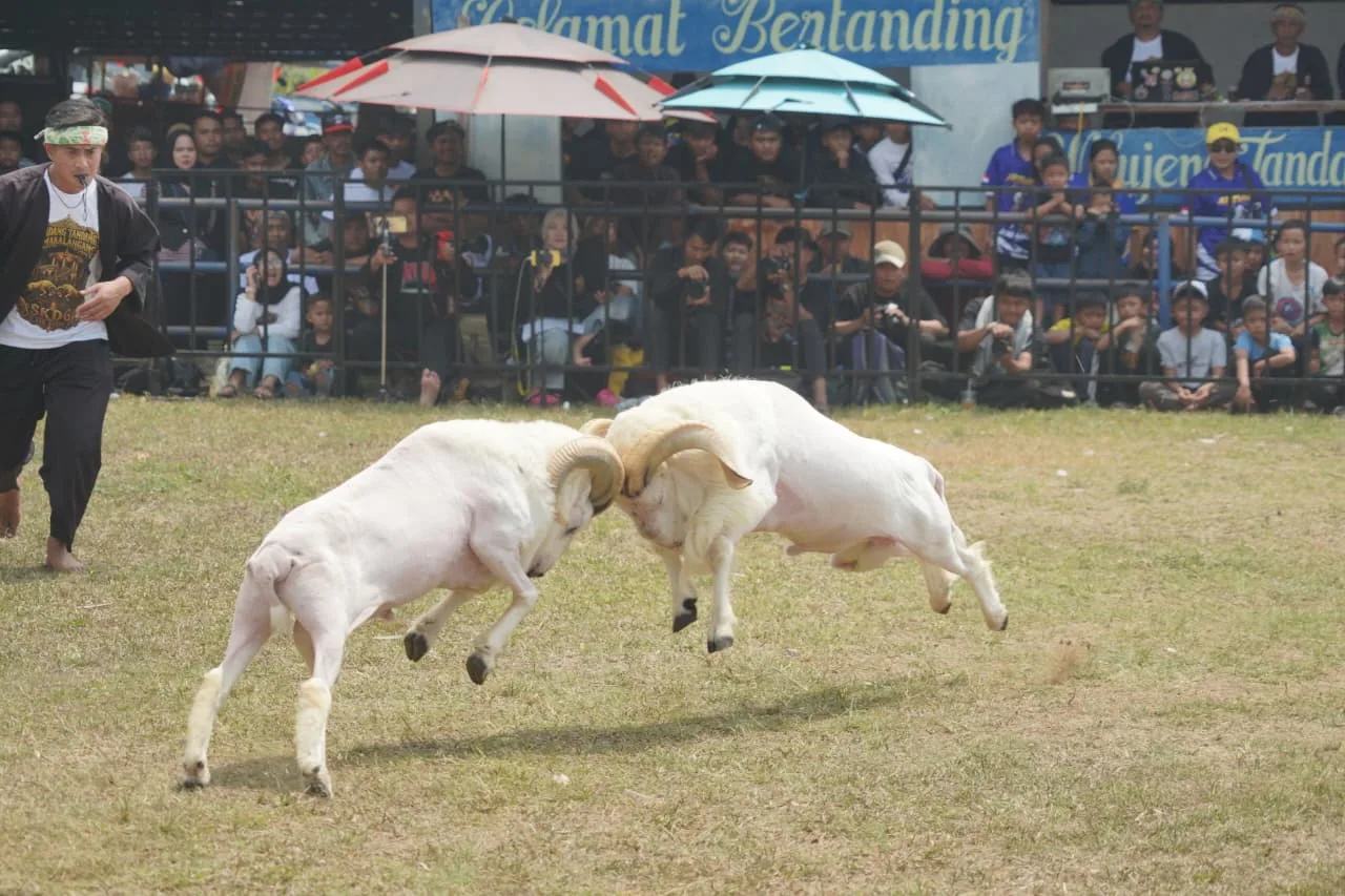 Pengembangan Domba Garut Terus Didorong untuk Perkuat Ekonomi Warga