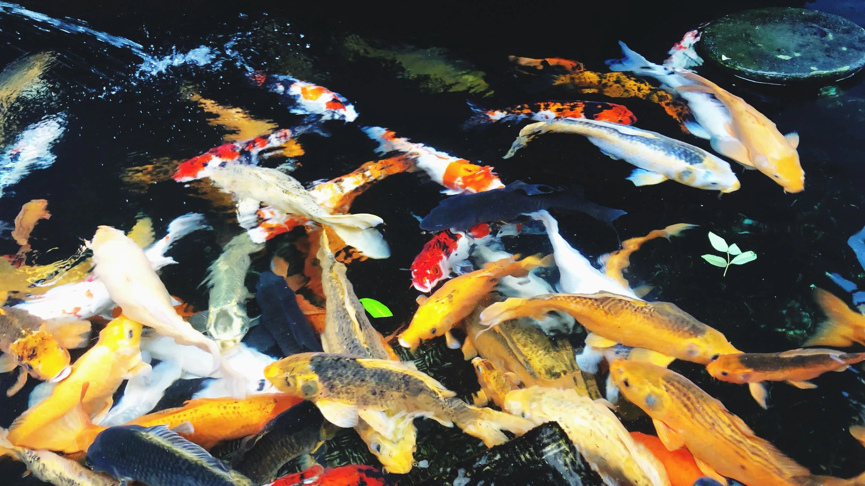 Garut Masuk Daftar Sepuluh Besar Produsen Ikan Hias di Jawa Barat