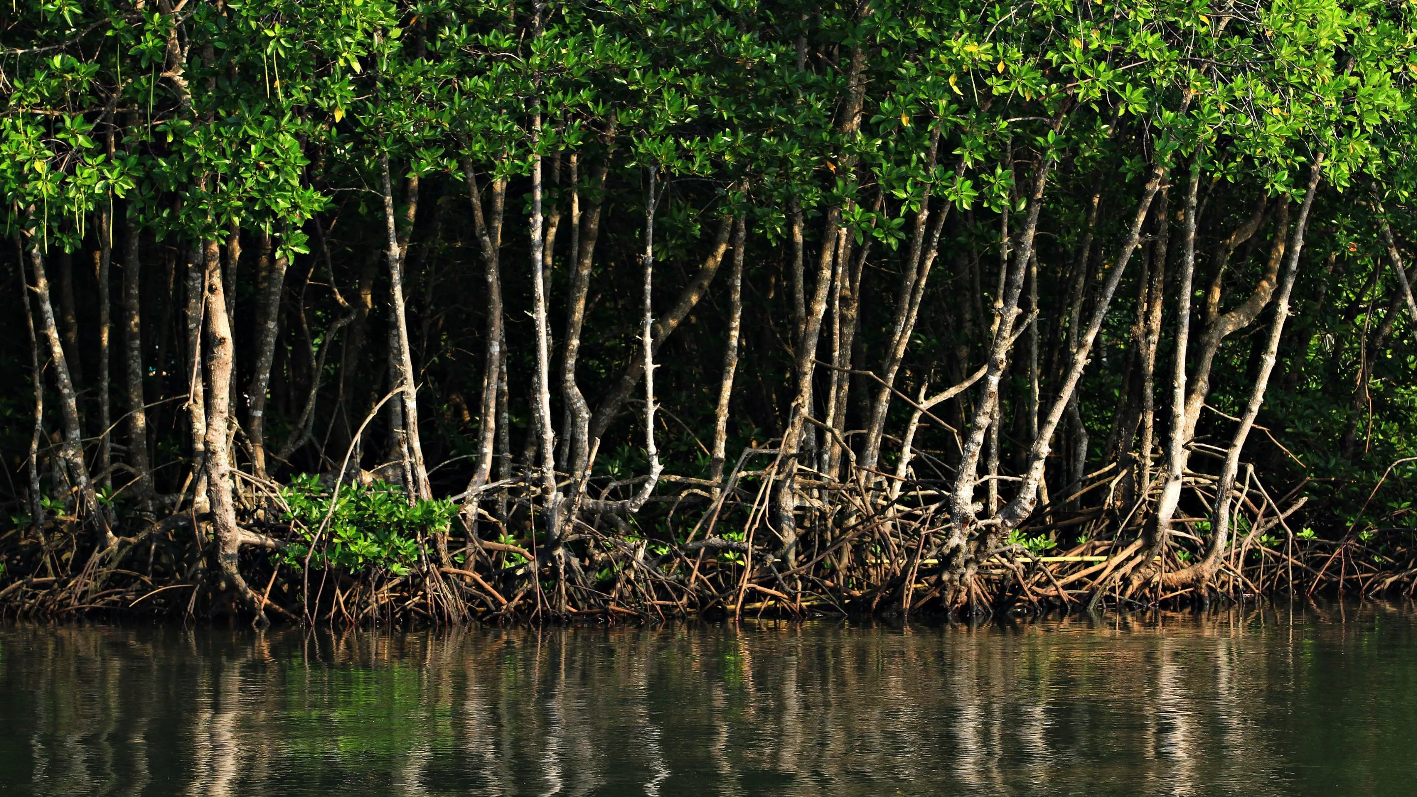 Perlindungan Mangrove Kian Penting Hadapi Perubahan Iklim Global