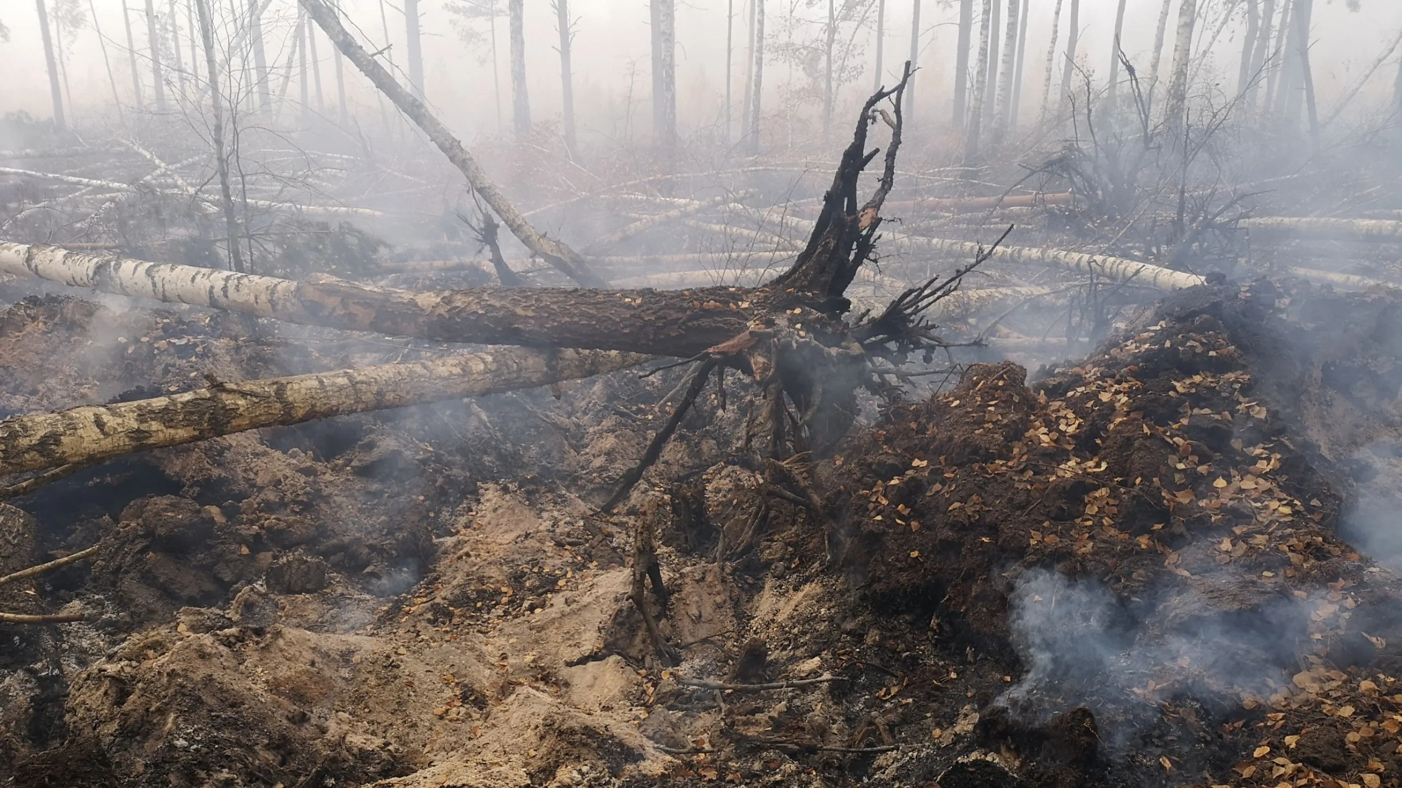 Isu Konsesi Sawit dan Tambang, Kebakaran Hutan Kalimantan Jadi Sorotan
