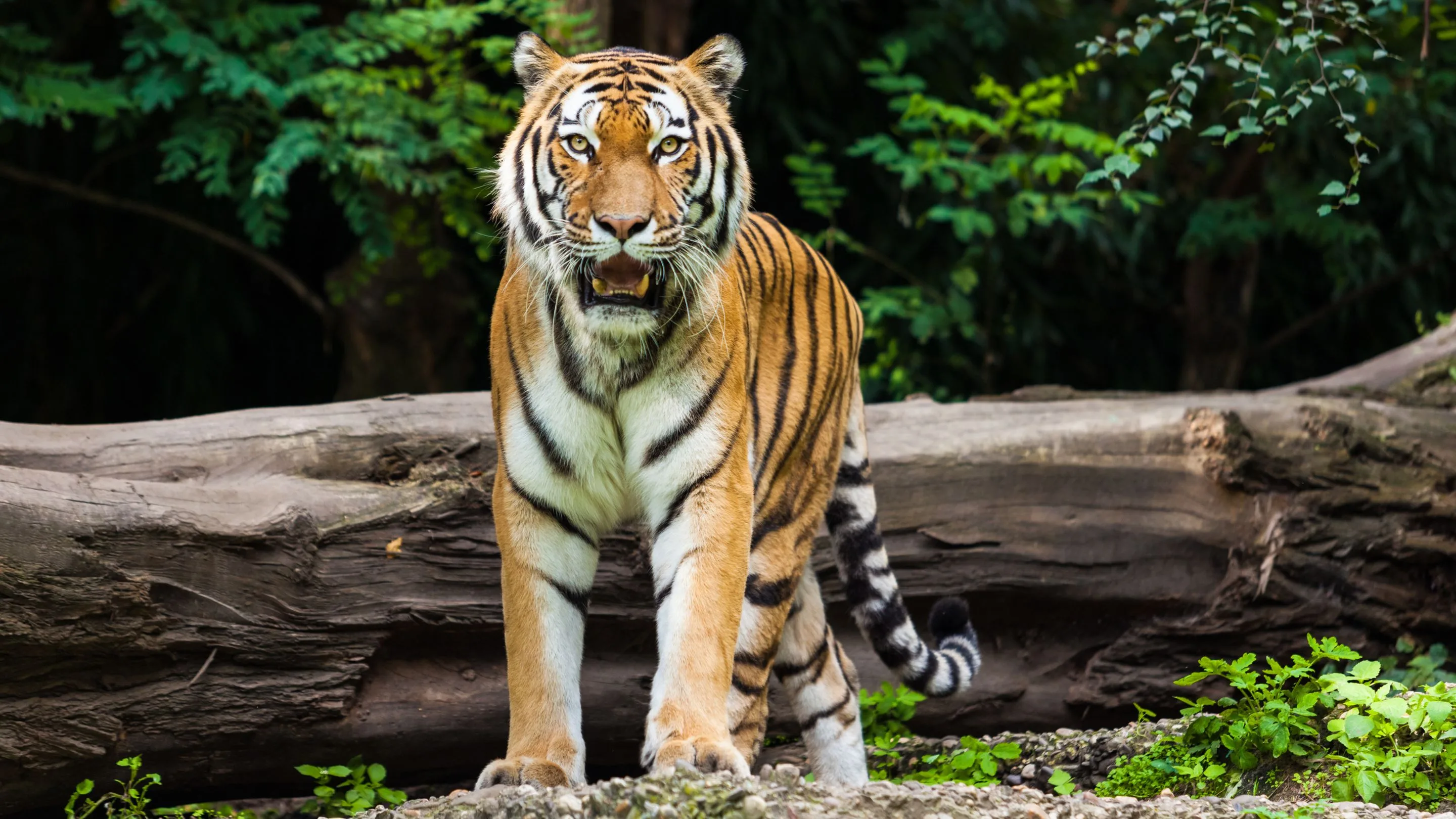 Hari Harimau Internasional, Momentum Penting Jaga Populasi Satwa Liar