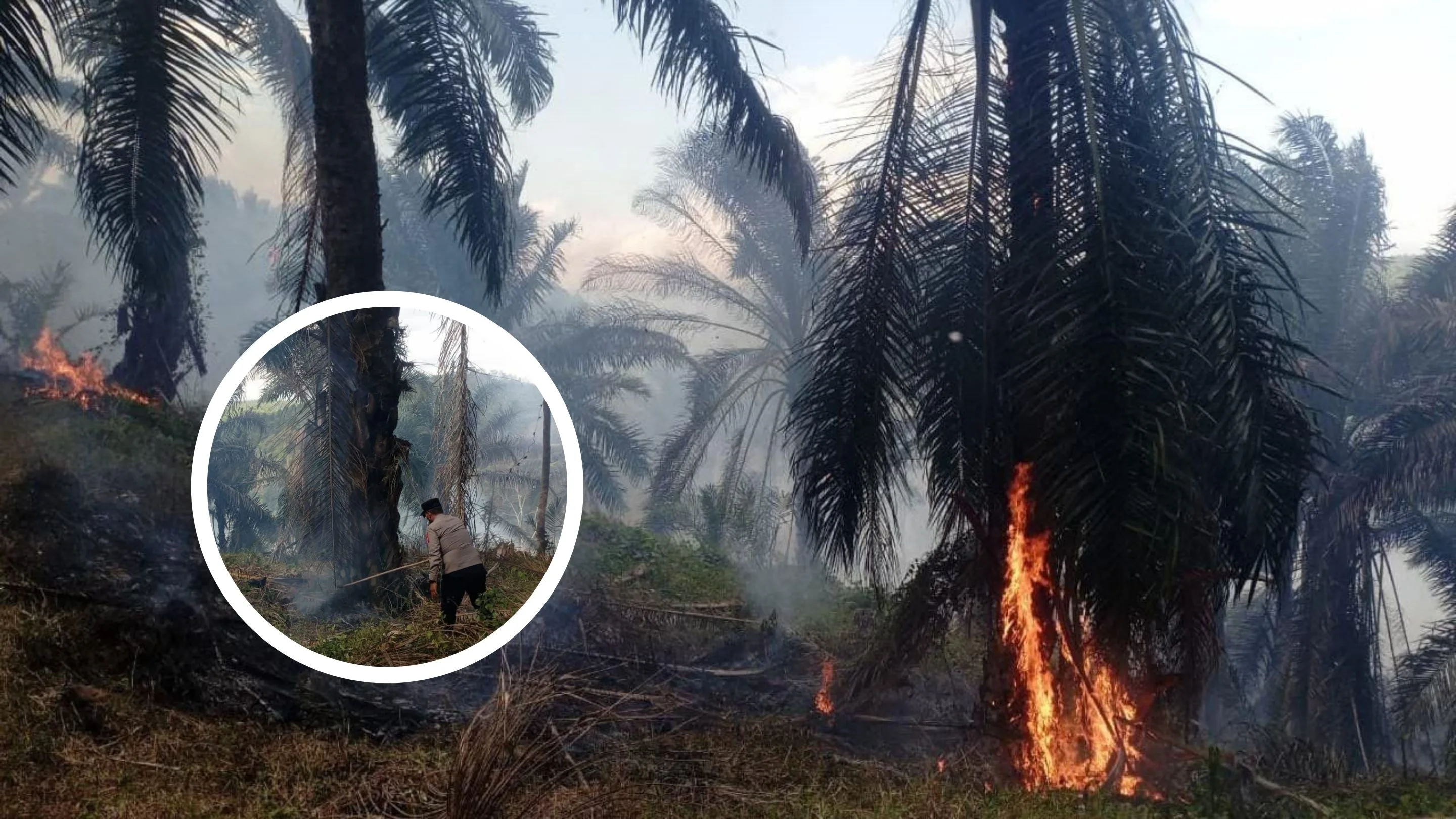 Kebakaran Lahan di Cikelet Garut Hanguskan 15 Hektare Perkebunan Kelapa Sawit