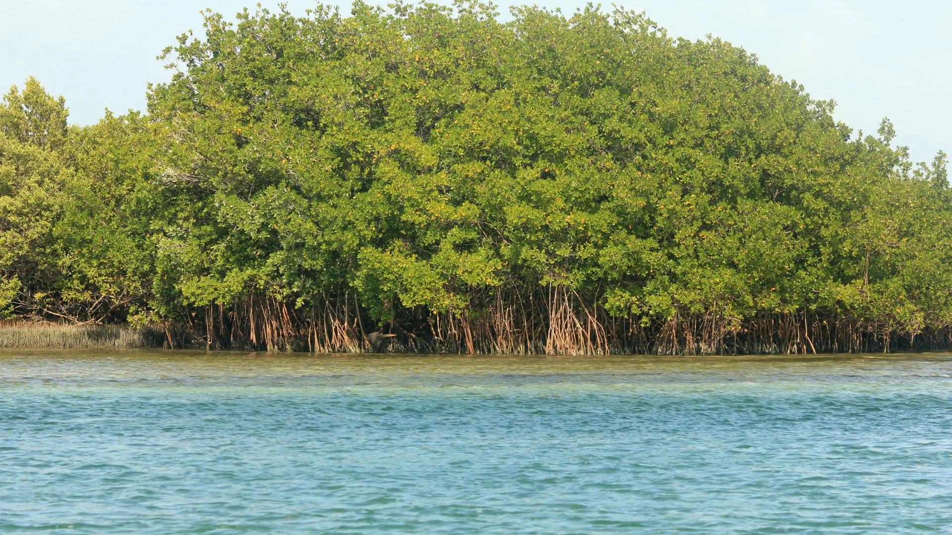 Peringatan Hari Mangrove Sedunia 26 Juli: Sejarah Serta Tujuannya